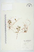 藏品(菟絲子)的圖片