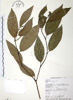 藏品(風藤)的圖片