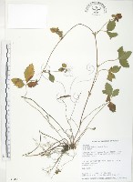 藏品(蛇莓、地莓、龍吐珠)的圖片