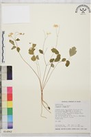 藏品(臺灣唐松草、臺灣鐵大烏)的圖片