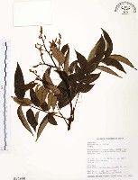 藏品(山豬肉)的圖片