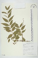 藏品(臺灣馬桑)的圖片