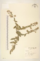 藏品(光耀藤)的圖片