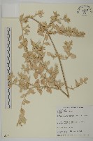 藏品(臺灣濱藜)的圖片