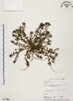 藏品(毛馬齒莧)的圖片