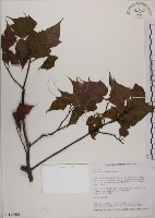 藏品(臺灣紅榨槭)的圖片