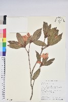 藏品(西施花、青紫木)的圖片