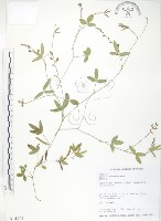 藏品(澎湖大豆)的圖片