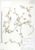 藏品(臺灣灰毛豆)的圖片