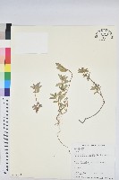 藏品(乳仔草)的圖片