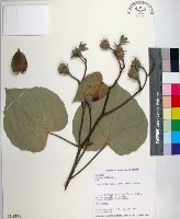 藏品(黃槿)的圖片