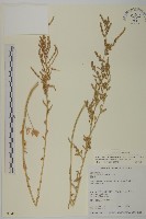 藏品(變葉藜)的圖片