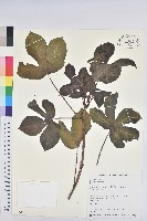 藏品(蓖麻)的圖片