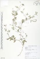 藏品(臺灣灰毛豆)的圖片