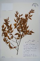 藏品(阿里山千金榆)的圖片