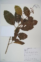 藏品(珊瑚樹)的圖片