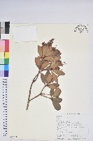 藏品(臺灣馬醉木)的圖片