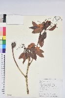 藏品(森氏杜鵑、森氏滿江紅)的圖片