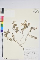 藏品(高山白珠樹)的圖片