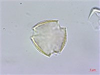 藏品(福建賽衛矛、福建假衛矛)的圖片