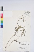 藏品(五蕊油柑)的圖片