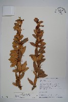 藏品(長葉小蘗)的圖片