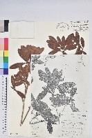 藏品(糠秕杜鵑花)的圖片