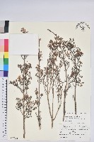 藏品(百果香杜鵑花)的圖片