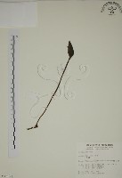 藏品(野菰)的圖片