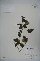 藏品(無梗忍冬)的圖片