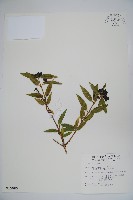 藏品(阿里山忍冬、漸尖葉忍冬)的圖片