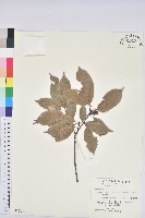 藏品(青剛櫟、鐵椆)的圖片