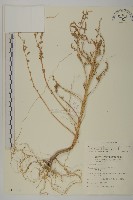 藏品(變葉藜)的圖片