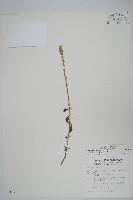 藏品(印度牛膝、土牛藤)的圖片