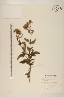 藏品(臺灣澤蘭)的圖片