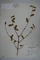 藏品(追分忍冬)的圖片