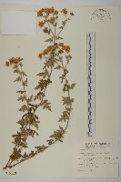 藏品(阿里山油菊)的圖片