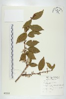 藏品(鄧氏胡頹子)的圖片