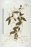 藏品(絞股藍)的圖片