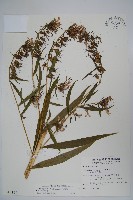 藏品(大本山梗菜)的圖片