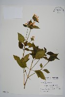 藏品(六角英, 槍刀菜)的圖片