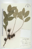 藏品(黃心柿)的圖片