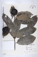 藏品(黑柿)的圖片