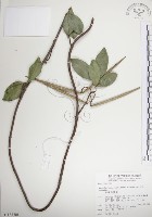 藏品(絡石)的圖片