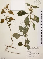 藏品(臺灣鱗球花)的圖片