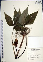 藏品(申跋、油跋、小天南星)的圖片