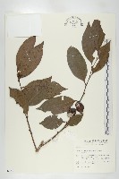 藏品(山紅柿)的圖片