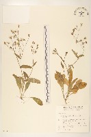 藏品(兔仔菜)的圖片