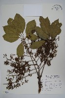 藏品(鵝掌柴、江某、鴨腳樹)的圖片