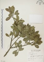 藏品(魯花樹)的圖片